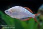 Preview: Diamantregenbogenfisch / Melanotaenia praecox
